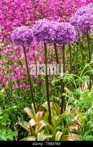 Purple Allium Globemaster, Sticky Catchfly, color combination, allium ornamental garden border Ornamental Onion Stock Photo