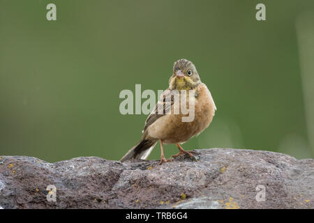 Stunning bird photo. Ortolan bunting / Emberiza hortulana Stock Photo