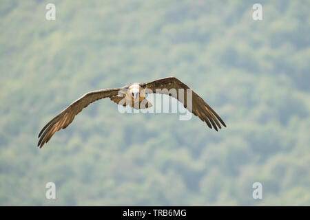Silhouette of a bird of prey in flight. Bearded vulture / Gypaetus barbatus Stock Photo