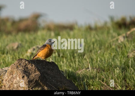 Stunning bird photo. Common rock thrush / Monticola saxatilis Stock Photo