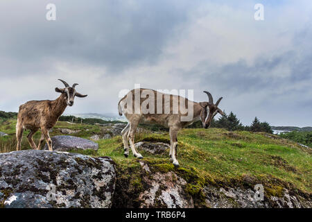 Burtonport, County Donegal, Ireland. 2nd June 2019. Arapawa Goats, Capra aegagrus hircus, are seen on a hillside above the fishing village. They are one of the rarest breeds of goat in the world. Credit: Richard Wayman/Alamy Live News Stock Photo