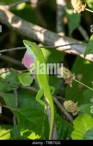 A Carolina anole puffs his dewlap, or throat fan, to intimidate potential danger. Yates Mill County Park in Raleigh, North Carolina. Stock Photo