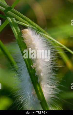 A beautiful light-colored woolly yellow bear caterpillar will become a Virginia Tiger Moth Stock Photo