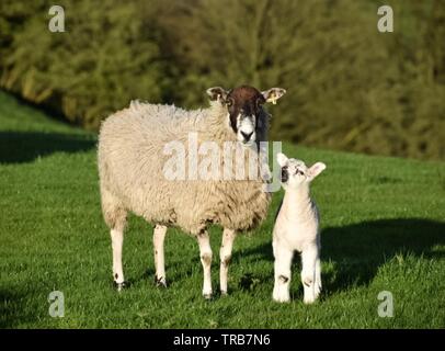 Baby lamb looking up at its mother Stock Photo