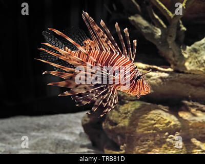 Closeup Red Lionfish or Pterois Volitans Isolated on Background Stock Photo