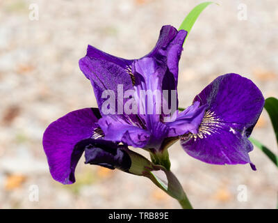 Early summer flower of the hardy Siberian Iris, Iris sibirica 'Ruffled Velvet' Stock Photo