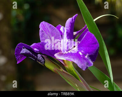 Early summer flower of the hardy Siberian Iris, Iris sibirica 'Ruffled Velvet' Stock Photo