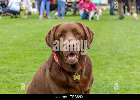 Chocolate brown labrador dog with happy expression, sitting on grass. Stockport, Cheshire, UK. Stock Photo