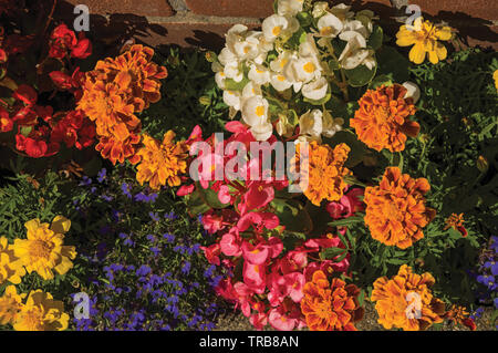 Close-up of colored flowers at the sunset light, in front a bricked wall at Weesp. Pleasant village full of canals and green in Netherlands. Stock Photo