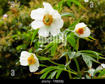 Yellow stamens contrast with the white petals of the species type peony, Paeonia 'Early Windflower' in early summer Stock Photo