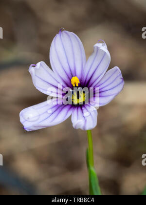 Purple marked blue flower of the compact evergreen perennial blue eyed grass, Sisyrinchium 'Dragon's Eye' Stock Photo