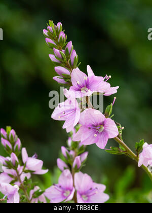 Purple-pink flowers of the compact, prostrate alpine, Veronica prostrata 'Mrs Holt' Stock Photo
