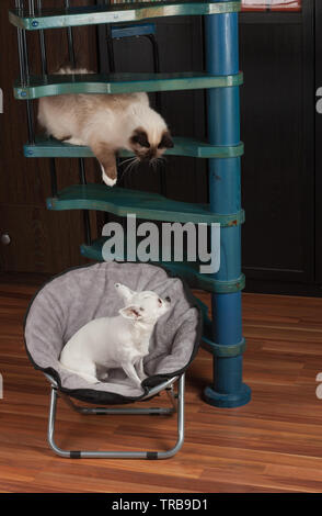 dog spiral staircase