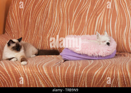 Chihuahua dog and a seal point Birman cat are sleeping  on sofa. Male cat is 1 year old, white dog female is 5 years old Stock Photo