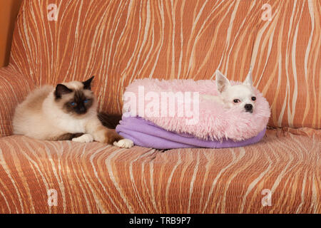 Chihuahua dog and a seal point Birman cat are lying  on sofa. Male cat is 1 year old, white dog female is 5 years old Stock Photo