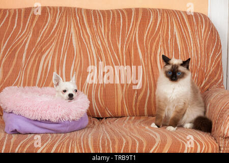 Chihuahua dog and a seal point Birman cat are lying  on sofa. Male cat is 1 year old, white dog female is 5 years old Stock Photo