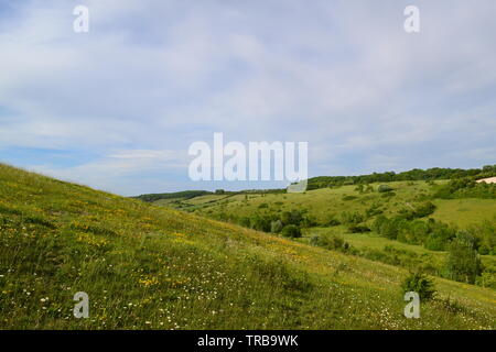 Chalk grassland on hillside at Austin Spring near Romney Street, Kent, in North Downs. Early June Stock Photo