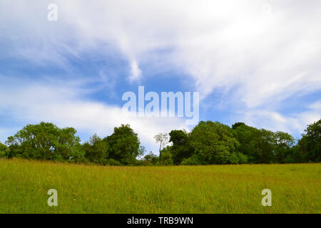 Cirrus cloud high above Romney Street near Darent Valley, Kent, England, UK in early June. Wildflower meadows and ancient woods abound in the Downs Stock Photo
