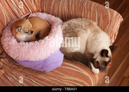 2,5 years old cinnamon Chihuahua dog female and a seal point Birman male cat, 1 year old  are lying on sofa. Stock Photo