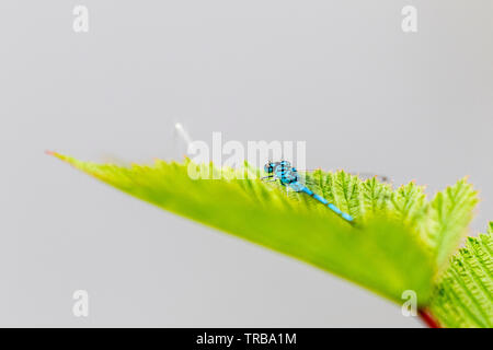 Male common blue damsel fly in mid Wales Stock Photo