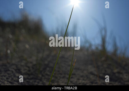 Close up of high grass growing in the sand dunes in bright sunshine Stock Photo