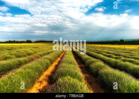Lavender field with rows lines during the sunset Stock Photo