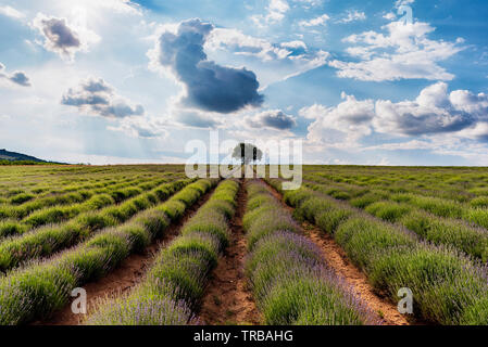 Lavender field with rows lines during the sunset Stock Photo
