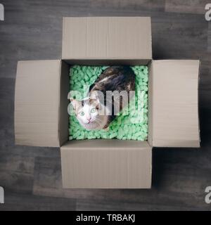Tabby cat in a cardboard box looking curious up to the camera. Square image Stock Photo