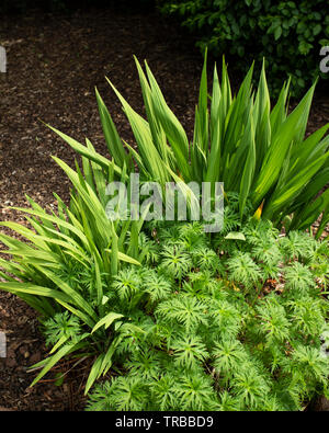 Spring in the garden brings bright new growth of Geranium in the foreground and two varieties of Crocosmia. Lucifer and the slightly smaller Harlequin Stock Photo