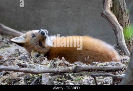 Red Fox in the forest resting on brown autumn leaves in its environment and  habitat, displaying fox tail, fox fur Stock Photo - Alamy