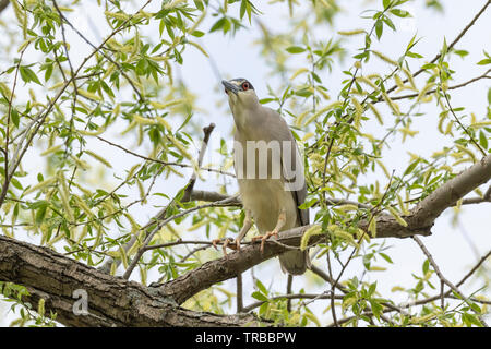 Black-crowned night heron (nycticorax nycticorax) perching on  a tree branch, Ottawa, Canada Stock Photo