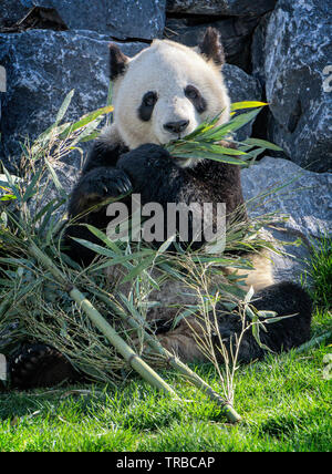 Giant panda Calgary Zoo Alberta Canada Stock Photo