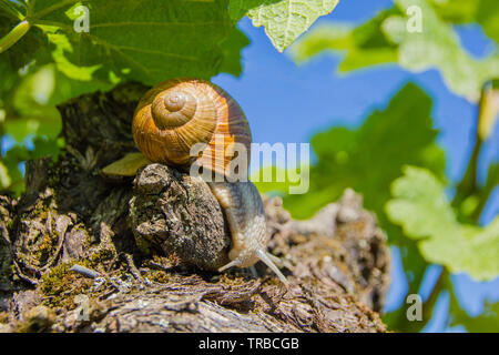 Burgundy Land snail (Latin: Helix pomatia) is a species of large, edible snail or escargot for cooking, often found in the vineyards and is hard to cu Stock Photo