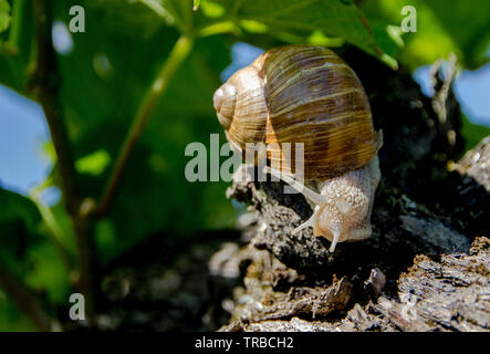 Burgundy Land snail (Latin: Helix pomatia) is a species of large, edible snail or escargot for cooking, often found in the vineyards and is hard to cu Stock Photo