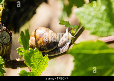 Burgundy Land snail (Latin: Helix pomatia) is a species of large, edible snail or escargot for cooking, often found in the vineyards and is hard to cu Stock Photo