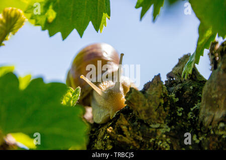 Burgundy Land snail (Latin: Helix pomatia) is a species of large, edible snail or escargot for cooking, often found in the vineyards and is hard to cu Stock Photo