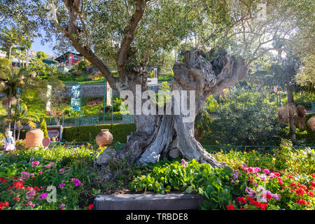 Ancient olive tree with a granite boulder embedded in its trunck, Botanical Gardens at Monte, Funchal, Madeira