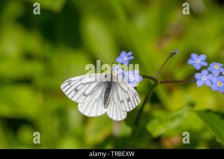 Green veined white butterfly on forget-me-not flowers Stock Photo