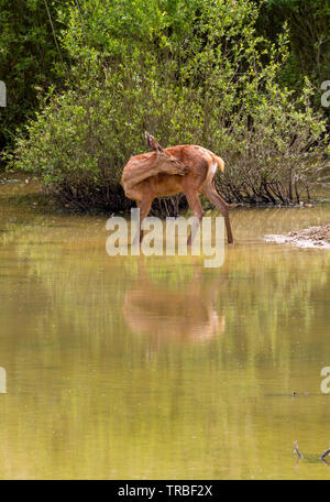Red deer cooling down at a scrape at Knepp Wildland Stock Photo