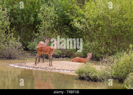 Red deer cooling down at a scrape at Knepp Wildland Stock Photo