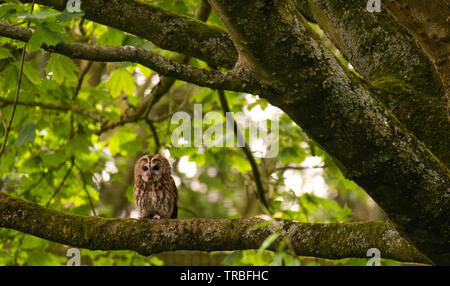 Twany Owl roosting in tree Stock Photo