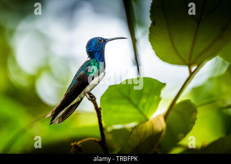 White necked hummingbird perched image taken in Panama Stock Photo
