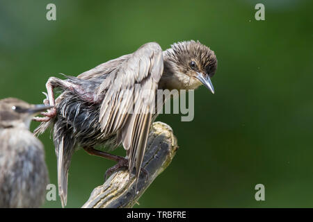 Detailed close-up side view of scrawny, baby, British starling birds (Sturnus vulgaris) struggling to perch on branch in outdoor UK woodland habitat. Stock Photo