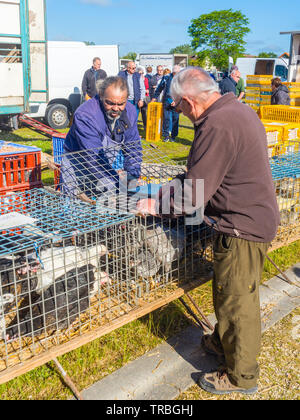 Caged game birds for sale on market day in Les Hérolles, Vienne, France. Stock Photo