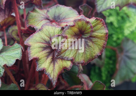 Curly Fire Flush, Begonia Rex Leaves