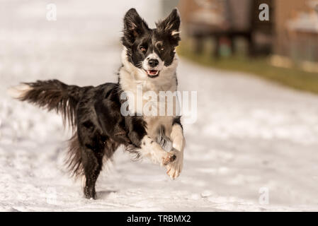 Young Cute Border collie dog in snowy winter. Dog running and having fun in the snow Stock Photo