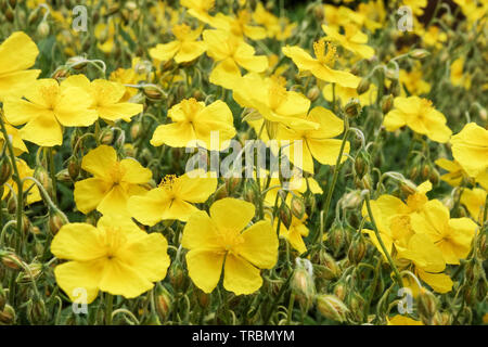 Yellow Helianthemum 'Golden Queen' Stock Photo
