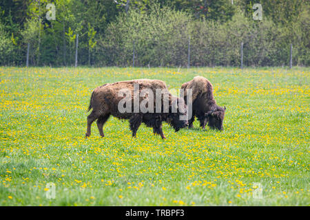 North American Bison Stock Photo