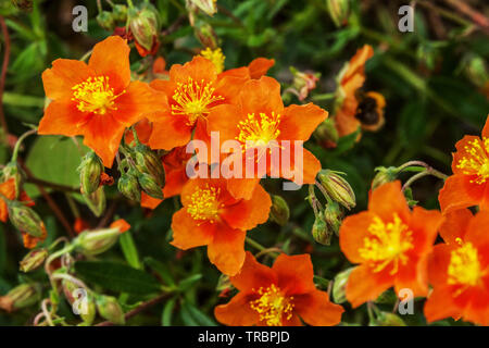 Orange Helianthemum 'Bronzeteppich' Stock Photo