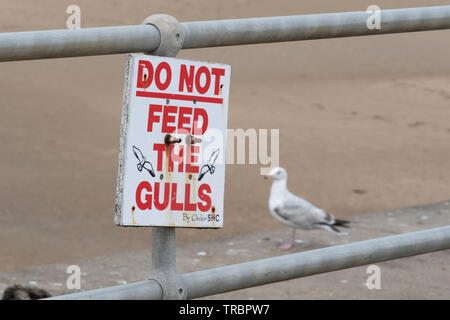 Do not feed the gulls sign on the harbour wall at Saundersfoot, Wales, UK, with a seagull nearby Stock Photo